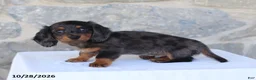 Dachshund dogs for sale: Evan - Ad 2