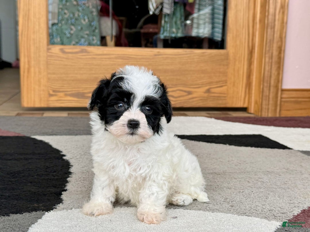 Havanese dogs for sale: Nathan - Ad 5