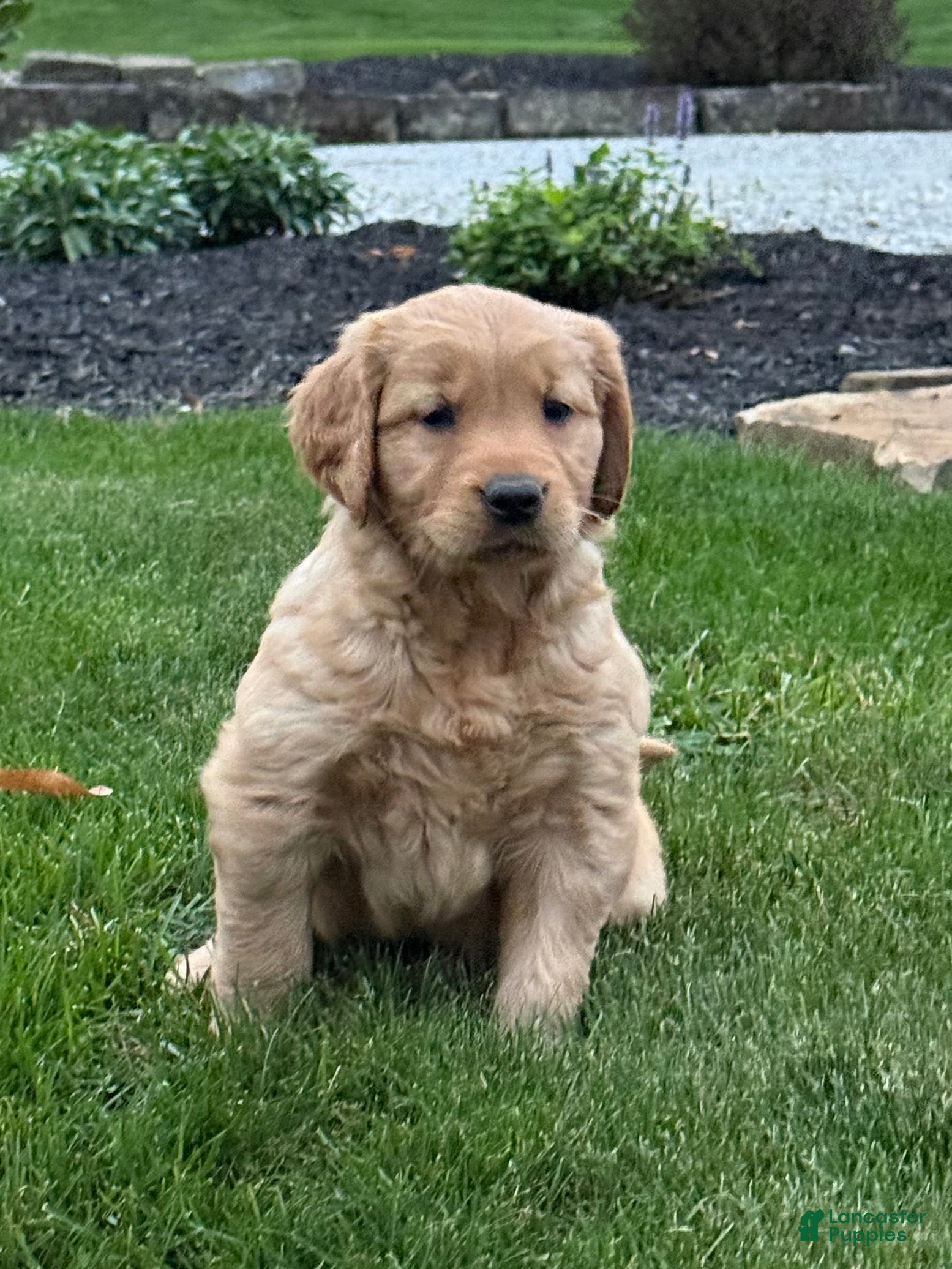 Golden Retriever dogs River - Ad 2