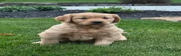 Golden Retriever dogs for sale: River - Ad 2