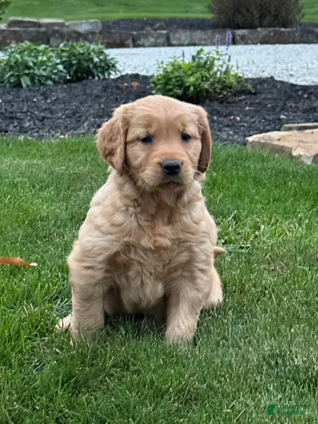 Golden Retriever dogs for sale: River - Ad 2