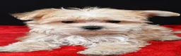 Morkie dogs for sale: Chip - Ad 8