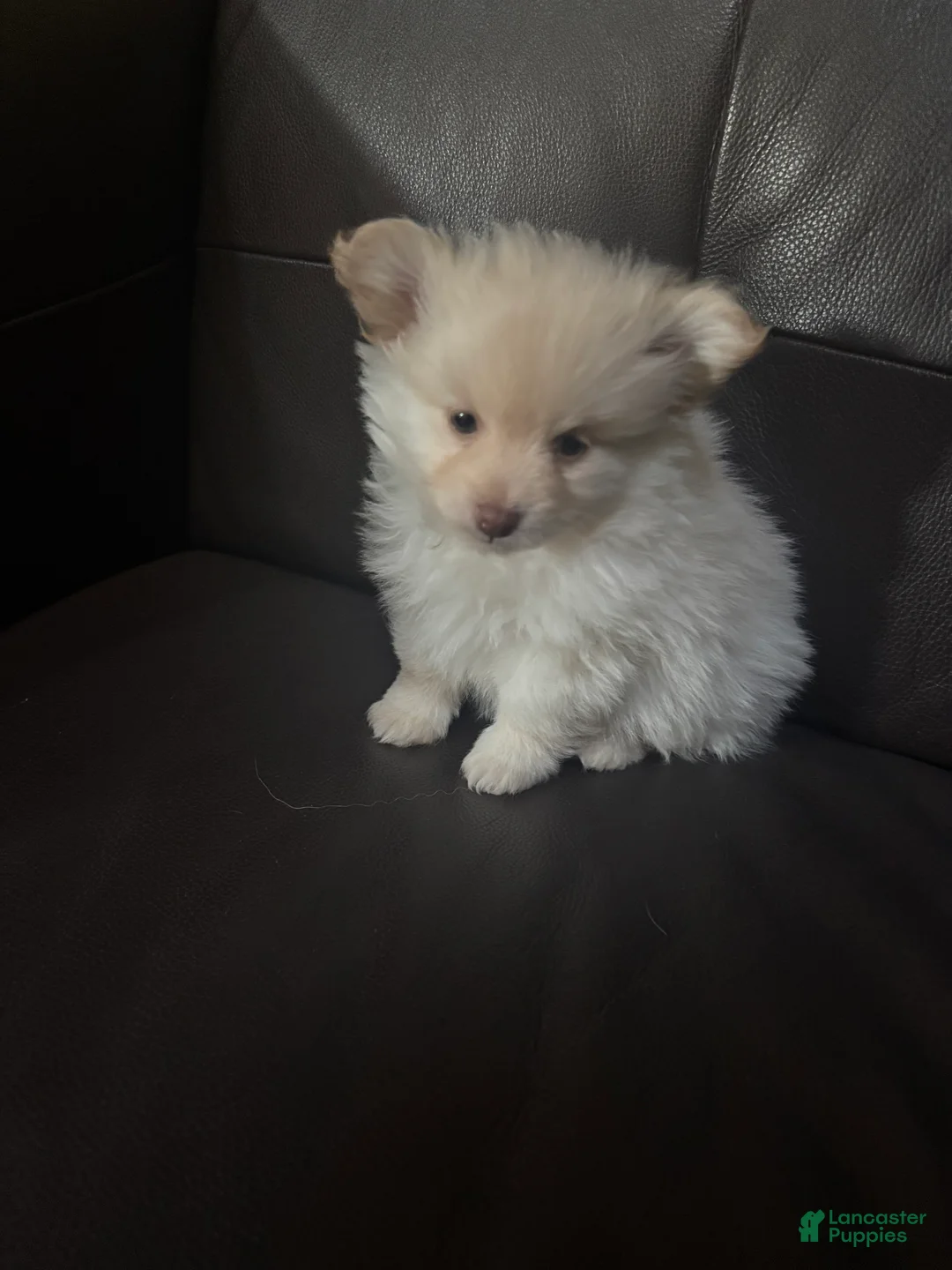Mixed Breed dogs for sale: Mixed Breed Puppy 2 - Ad 4