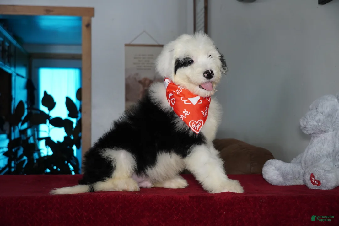 Sheepadoodle dogs for sale: Ollie - Ad 5