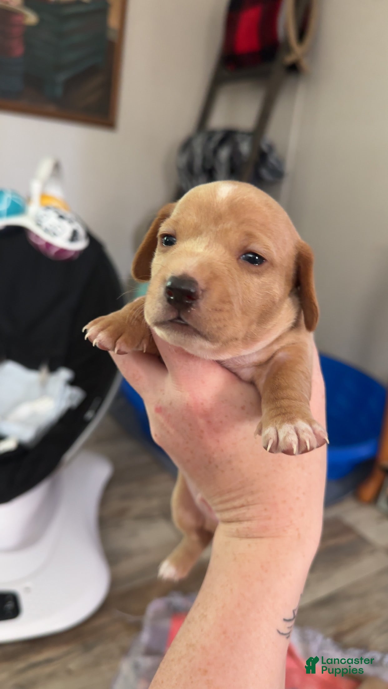 Miniature Dachshund dogs Miniature Dachshund Puppy 3 - Ad 24