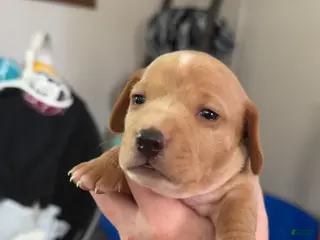 Miniature Dachshund dogs Miniature Dachshund Puppy 3 - Ad 24