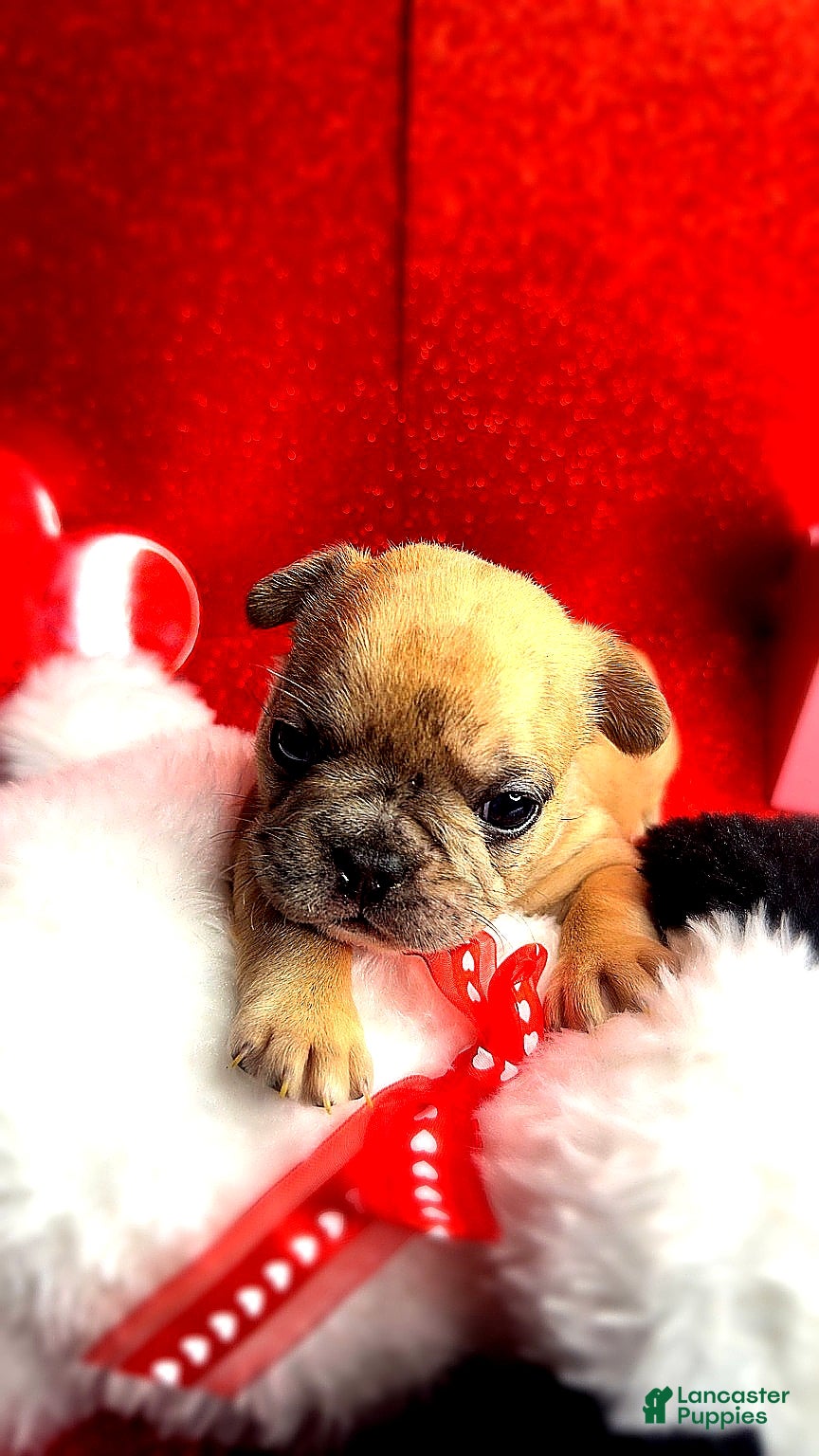 French Bulldog dogs Sir - Ad 12