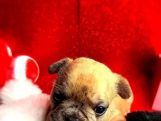 French Bulldog dogs Sir - Ad 12