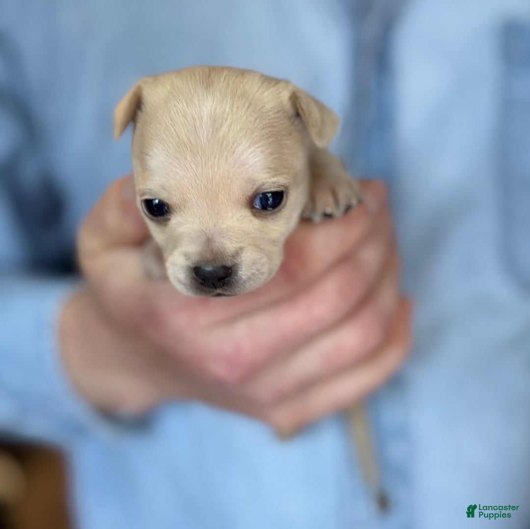 Chihuahua dogs for sale: Christmas  - Ad 12