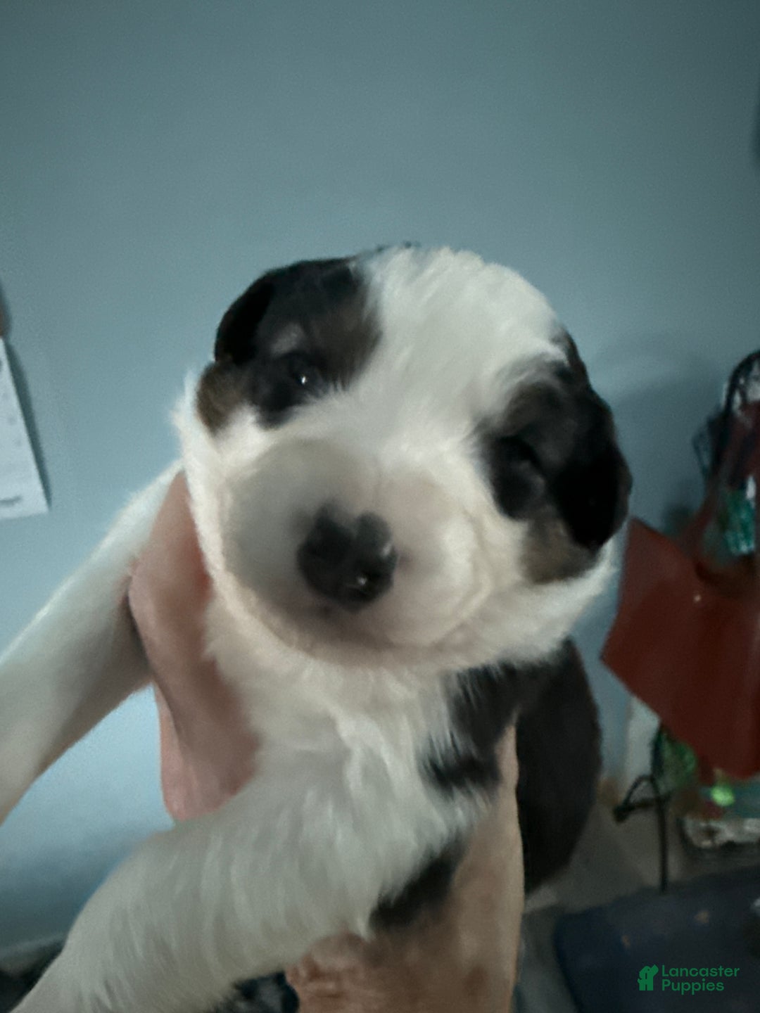 Australian Shepherd dogs for sale: Australian Shepherd Puppy 5 - Ad 4