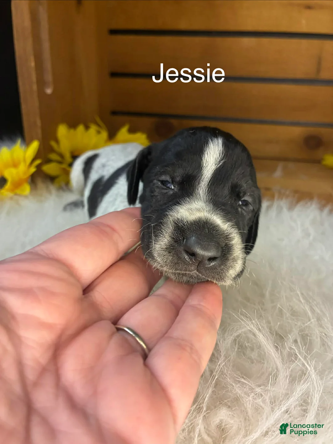 German Shorthaired Pointer dogs for sale: Jessie - Ad 1