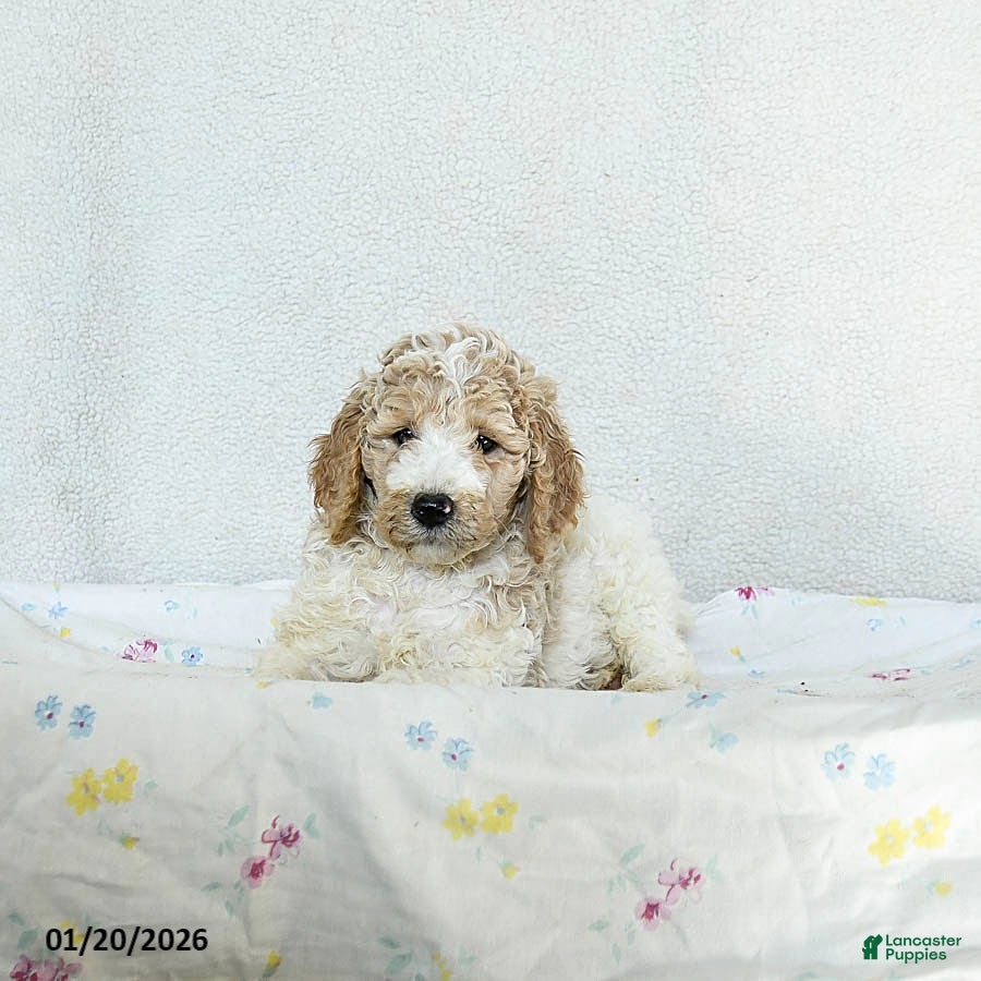 Standard Poodle dogs Macchiato - Ad 2