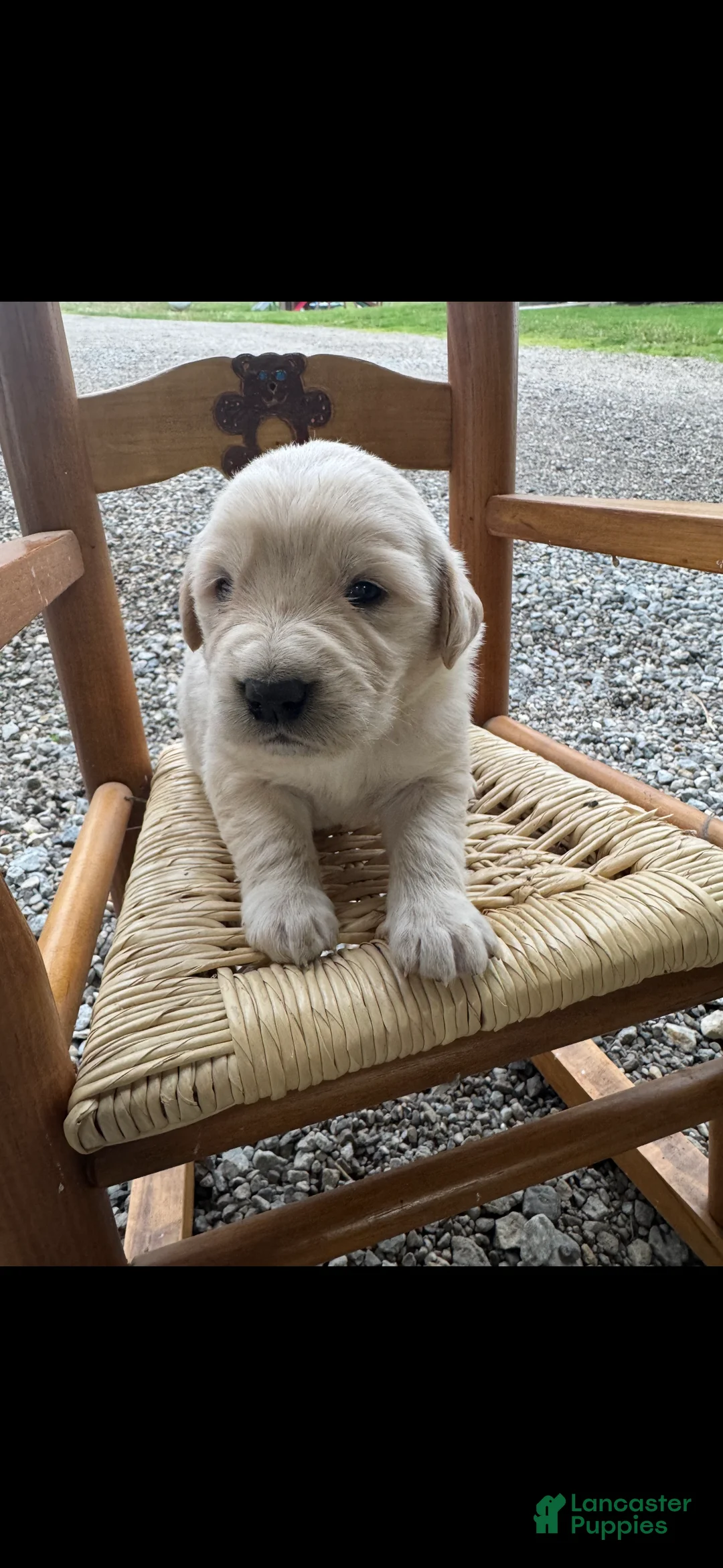 Mixed Breed dogs for sale: Golden Pyrenees- Green Collar Girl  - Ad 1