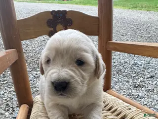 Mixed Breed dogs for sale: Golden Pyrenees- Green Collar Girl - Ad 2