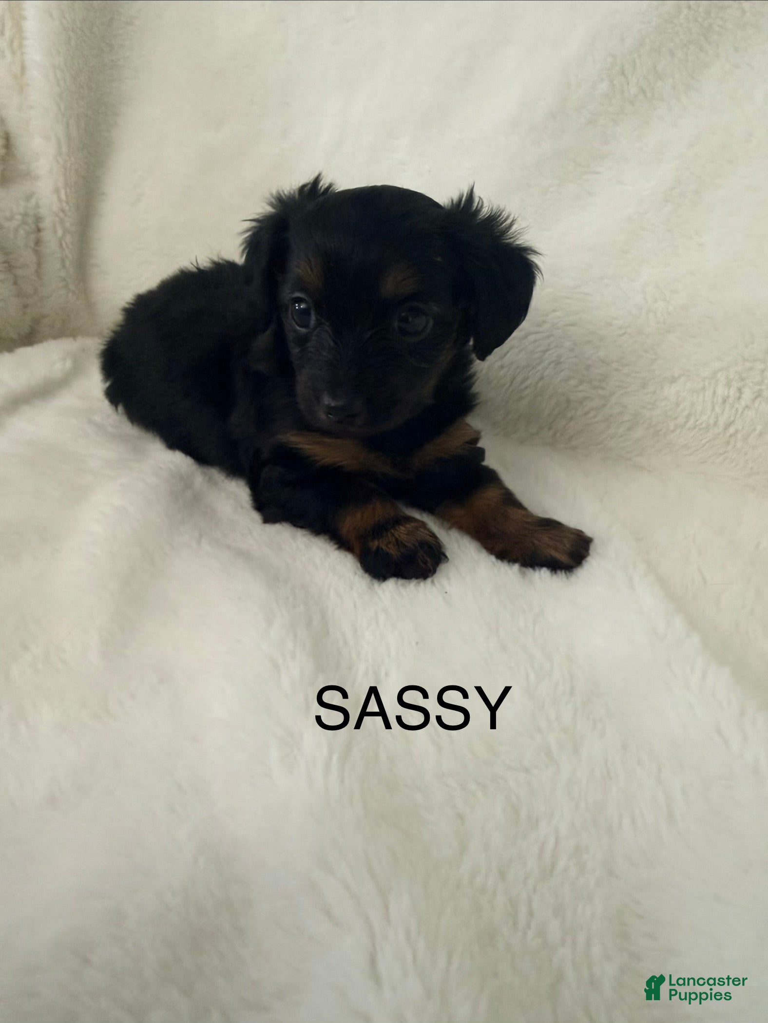 Dorkie dogs Sassy - Ad 1