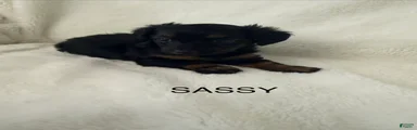 Sassy