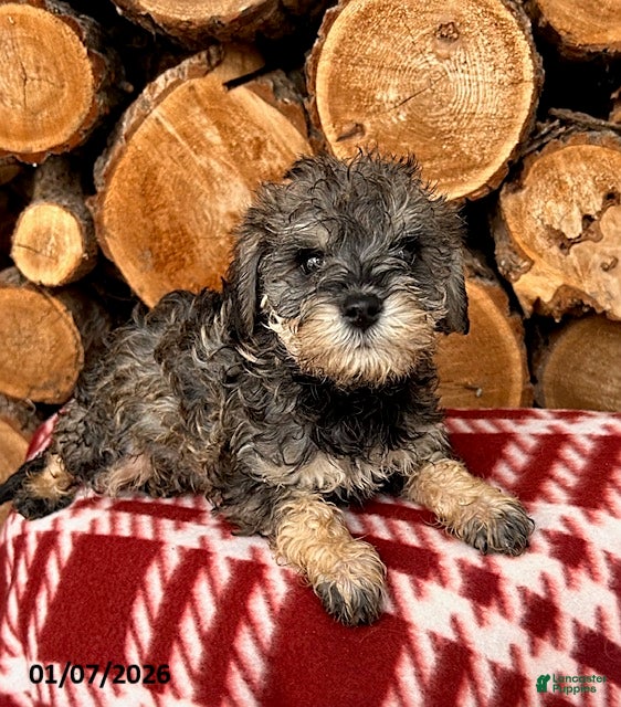 Mixed Breed dogs Luna  - Ad 32