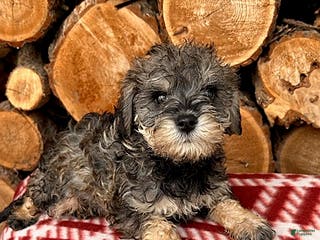 Mixed Breed dogs Luna - Ad 32