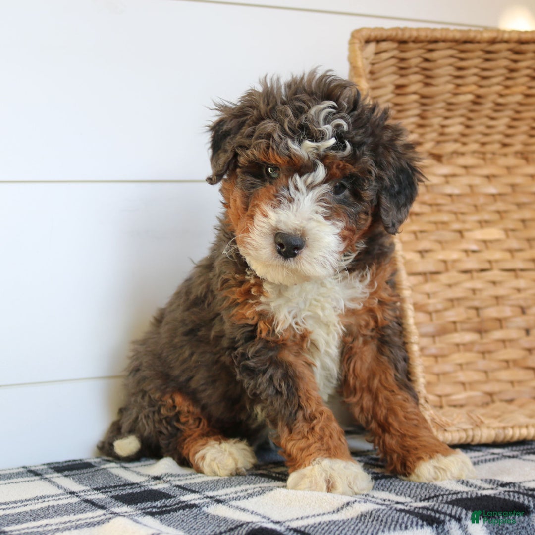 Mini Bernedoodle dogs for sale: Nelly  - Ad 3