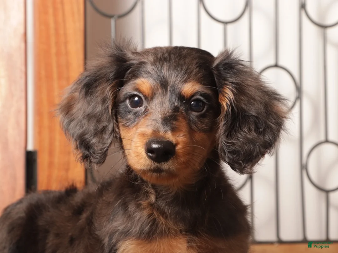 Miniature Dachshund dogs for sale: Rocco - Ad 4