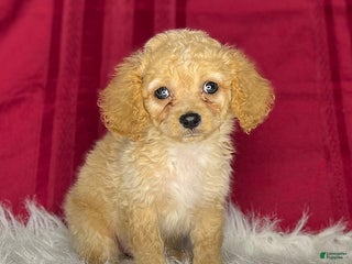 Cavapoochon dogs Jojo - Ad 5