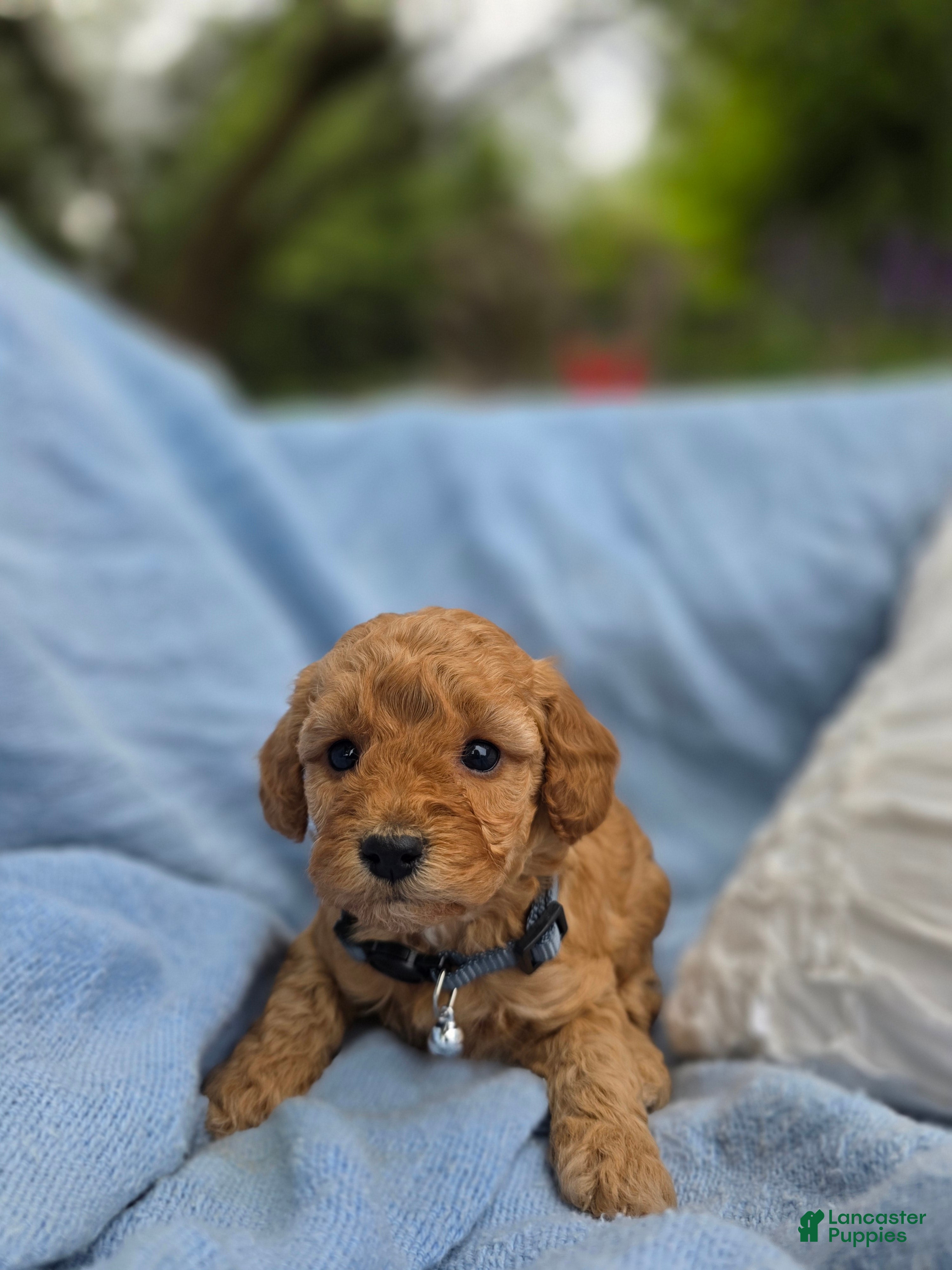 Miniature Poodle dogs Miniature Poodle 1 - Ad 17