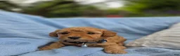 Miniature Poodle dogs for sale: Miniature Poodle 1 - Ad 1