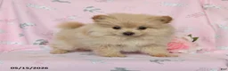 Pomeranian dogs for sale: Misty - Ad 1