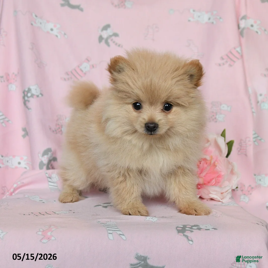Pomeranian dogs for sale: Misty - Ad 1