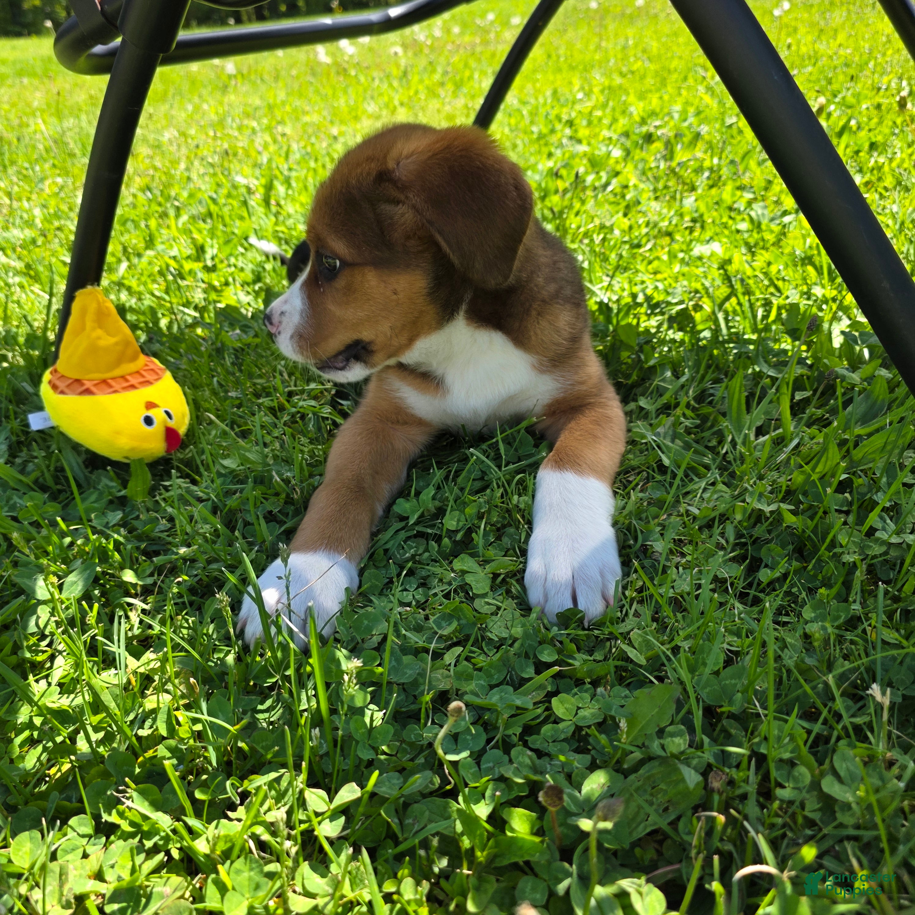 Mixed Breed dogs Clover - Ad 2