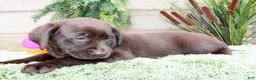 Labrador Retriever dogs for sale: Tootsie - Ad 3