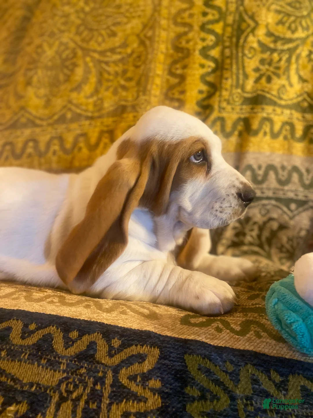 Basset Hound dogs for sale: Swannie - Ad 2