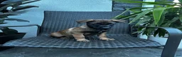 Belgian Malinois dogs for sale: Colt - Ad 4