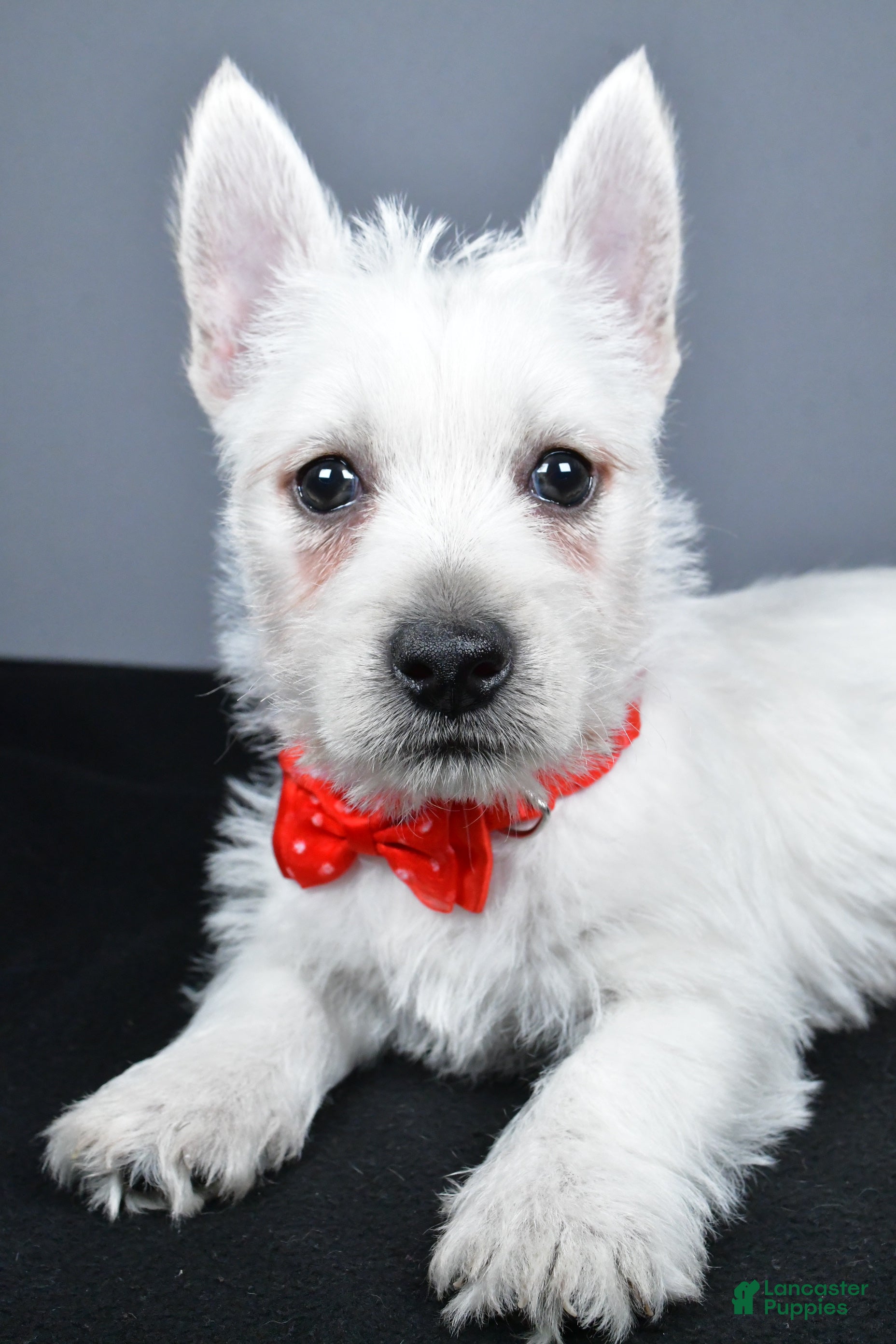 West Highland Terrier dogs Cooper - Ad 2