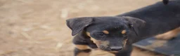 Mixed Breed dogs for sale: Doberdane Blk/Rst F - Ad 7