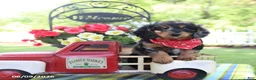 Doxiepoo dogs for sale: Isa  - Ad 4