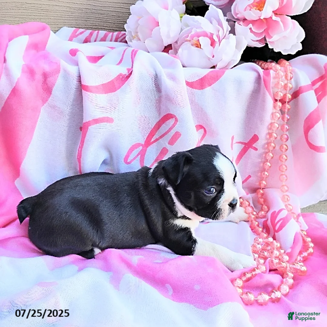 Boston Terrier dogs for sale: Roselyn - Ad 17
