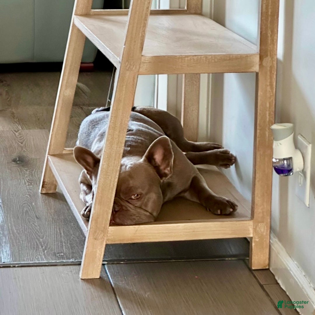 French Bulldog dogs for sale: Enzo - Ad 11