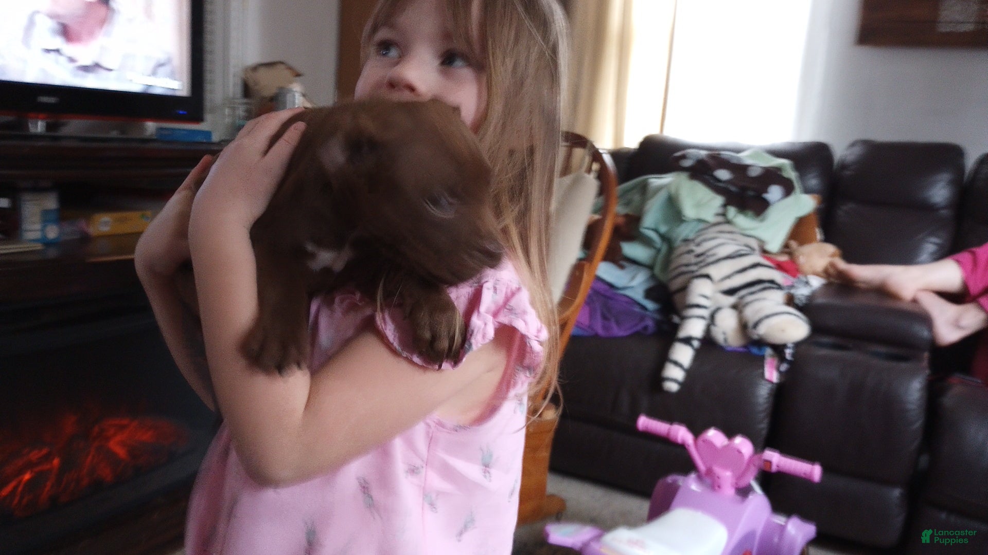 American Bully dogs Ariel Manning - Ad 25