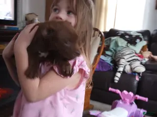 American Bully dogs Ariel Manning - Ad 25