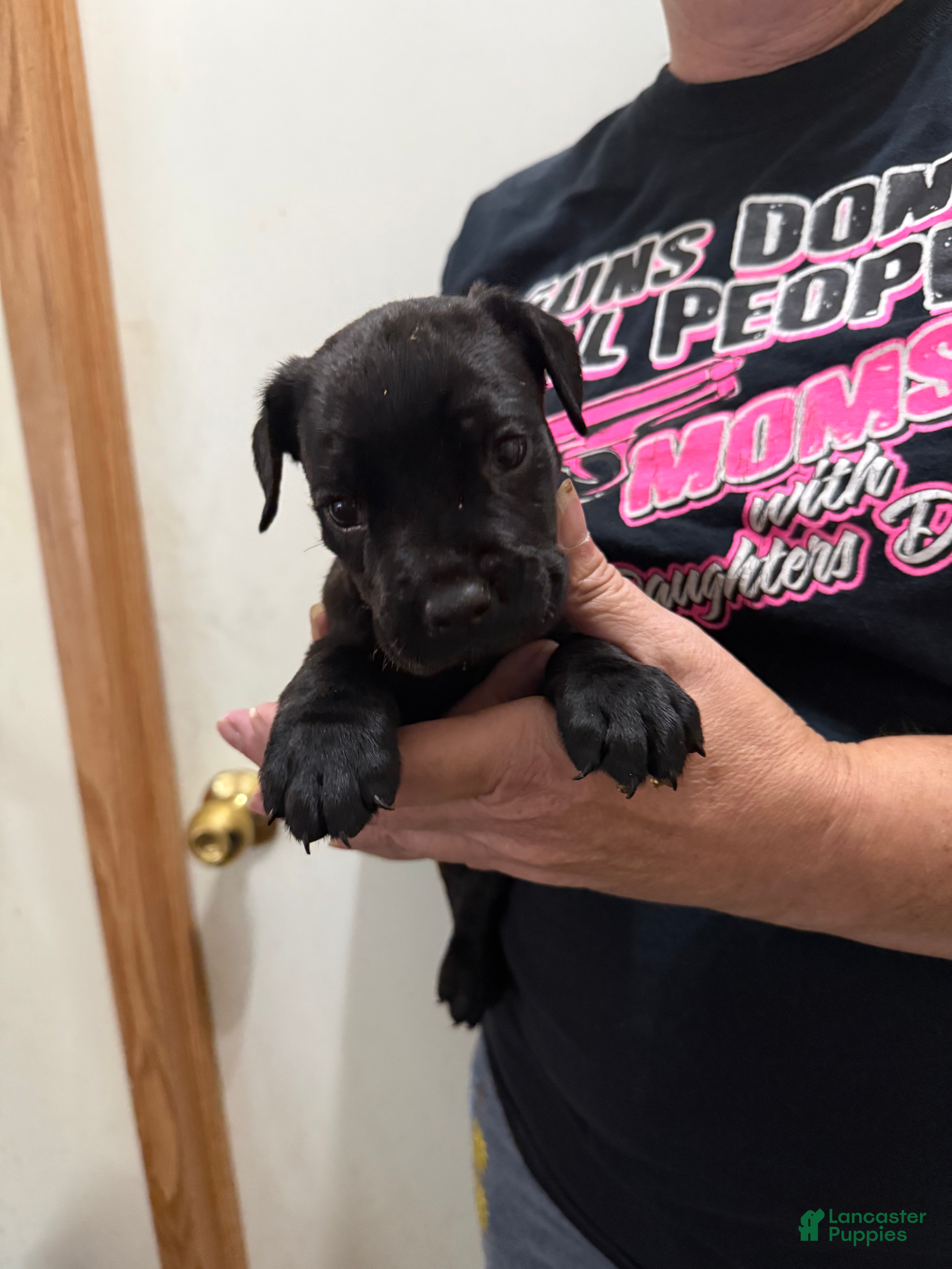 Cane Corso dogs for sale: Sassy - Ad 3