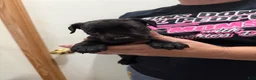 Cane Corso dogs for sale: Sassy - Ad 1