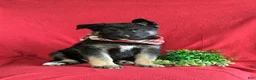 Mixed Breed dogs for sale: Badger - Ad 3
