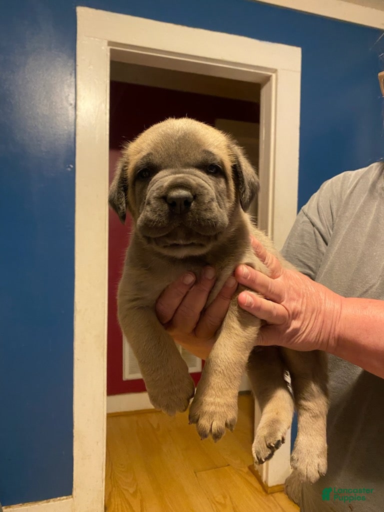 Cane Corso dogs Male Cane Corso puppy  - Ad 34