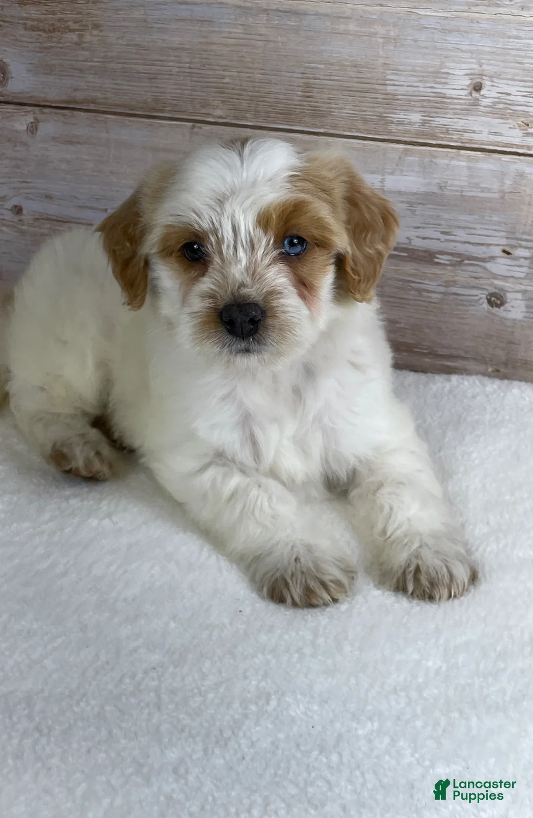 Bernedoodle dogs for sale: Violet - Ad 2