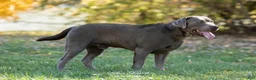 Labrador Retriever dogs for sale: Labrador Retriever 2. BAILEY - Ad 4