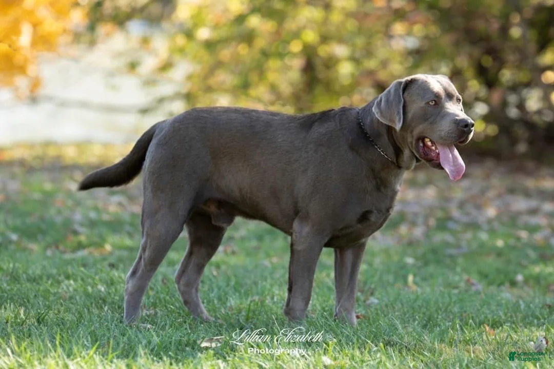 Labrador Retriever dogs for sale: Labrador Retriever 2. BAILEY - Ad 4