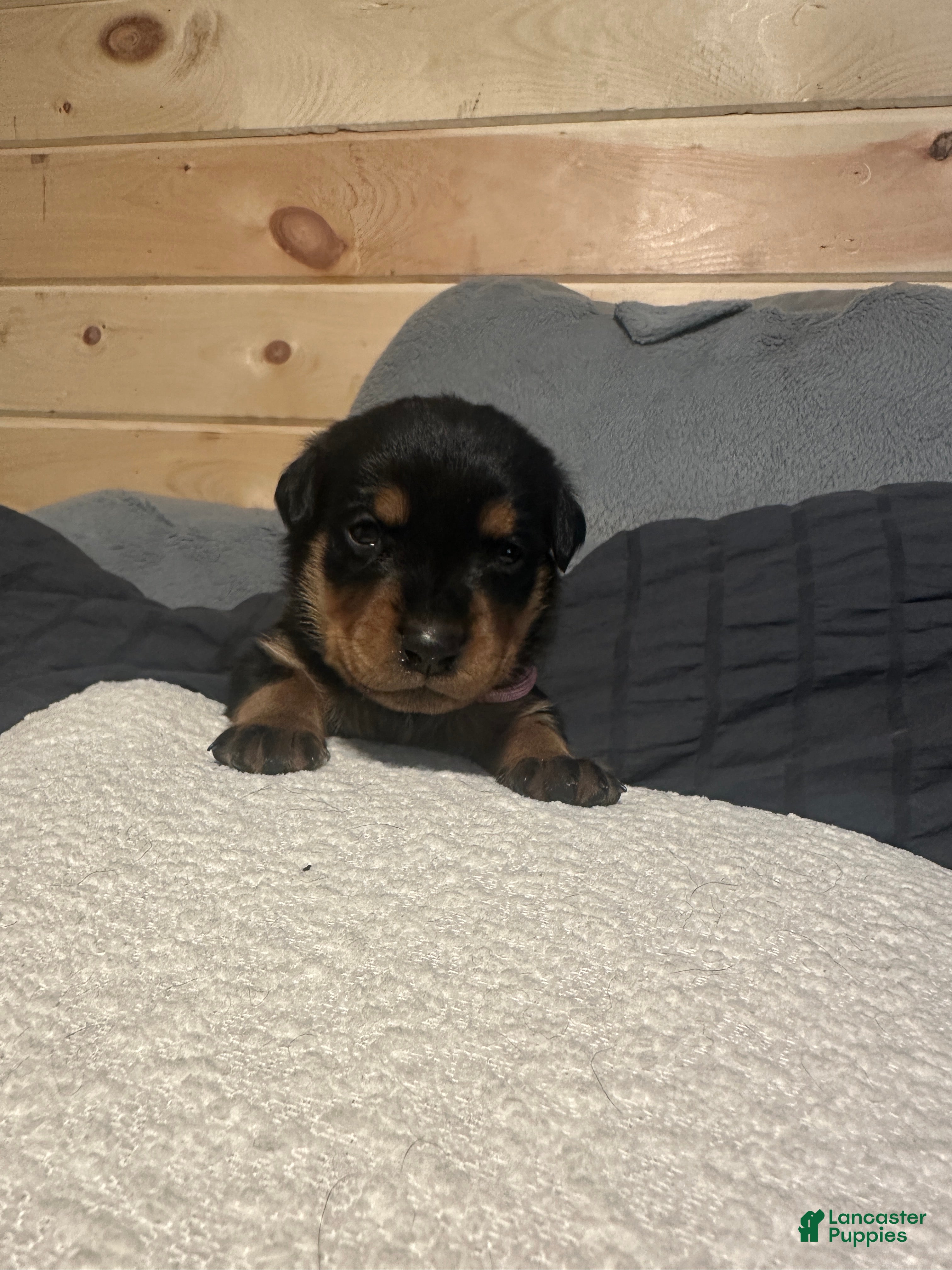 Rottweiler dogs Samaya - Ad 13
