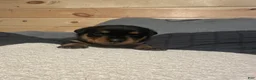 Rottweiler dogs for sale: Samaya - Ad 3