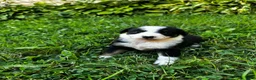 Australian Shepherd dogs for sale: Glory - Ad 15